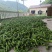 正宗高山精品芜湖椒