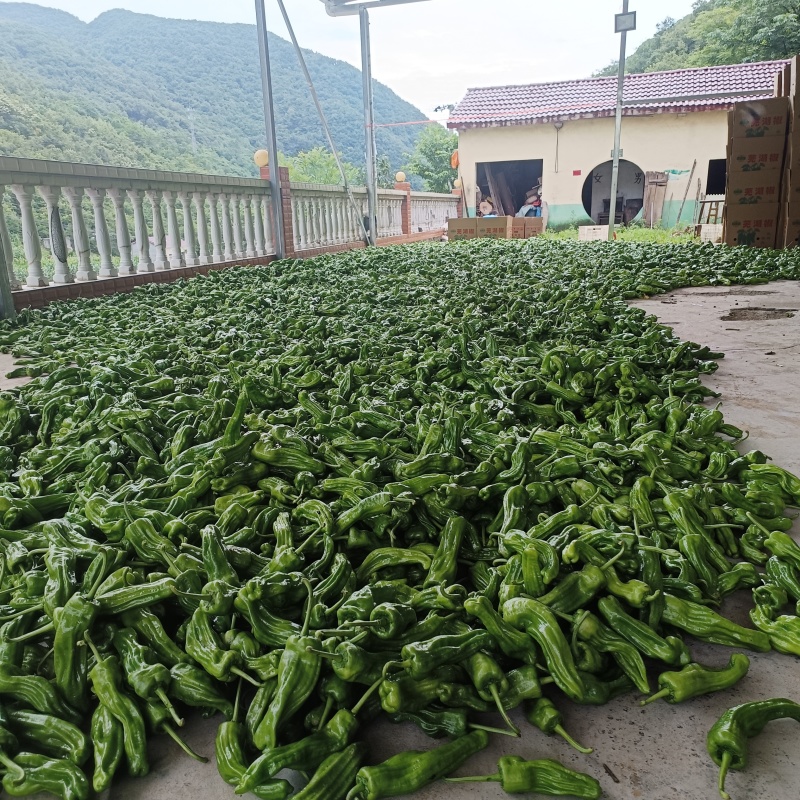 正宗高山精品芜湖椒