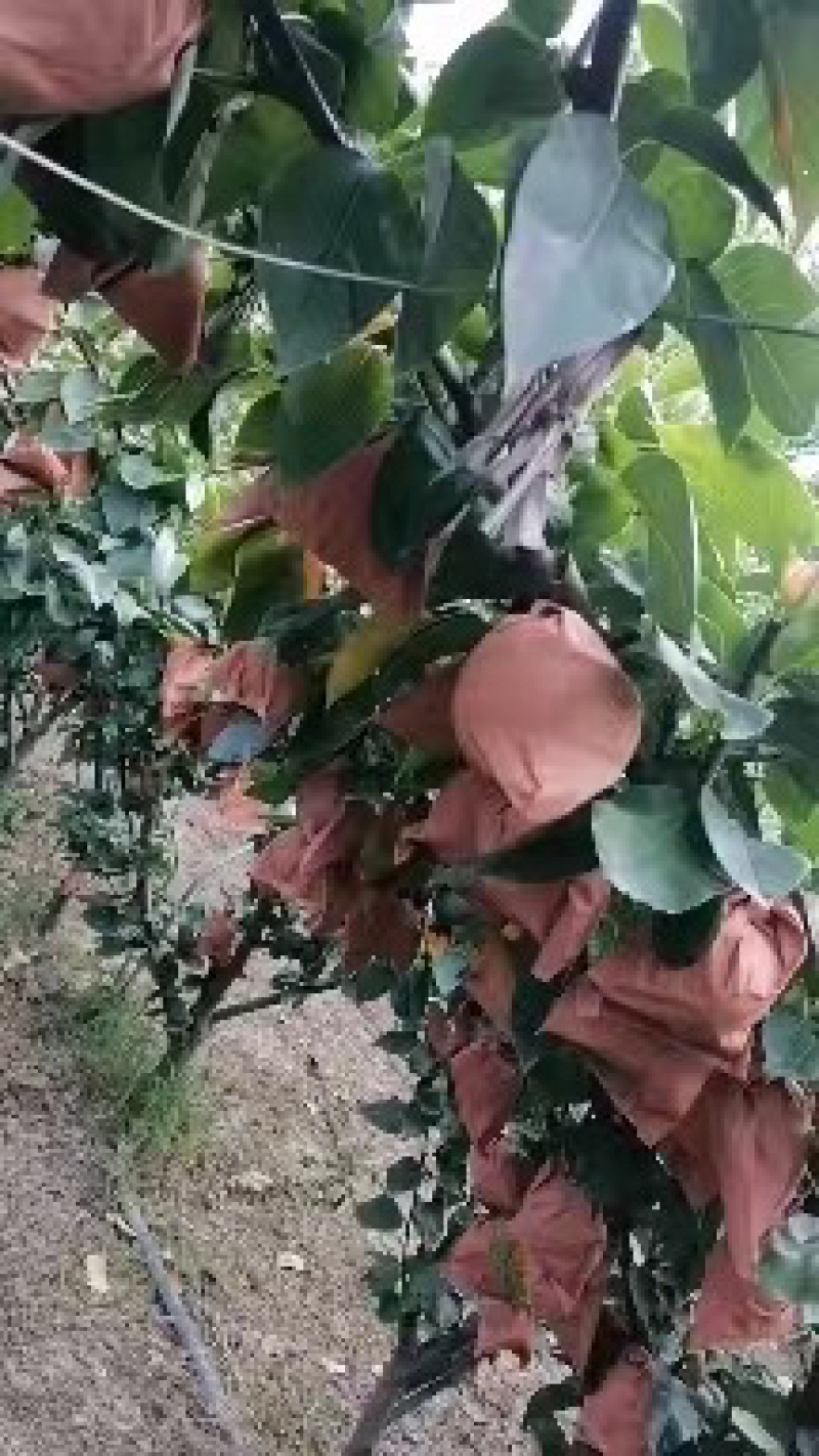 【店长推荐】山东莱州秋月梨大量上市口感脆甜耐运输对接全国