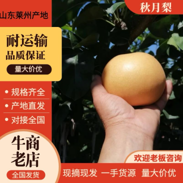 精品莱州秋月梨，化渣好，个大产地直供一手货源欢迎来电咨询