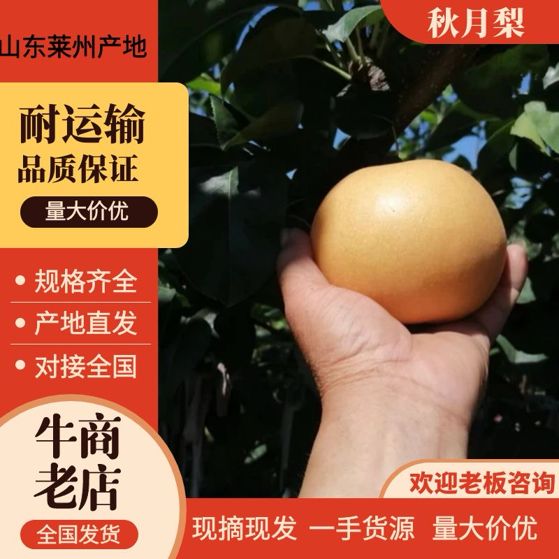 精品莱州秋月梨，化渣好，个大产地直供一手货源欢迎来电咨询