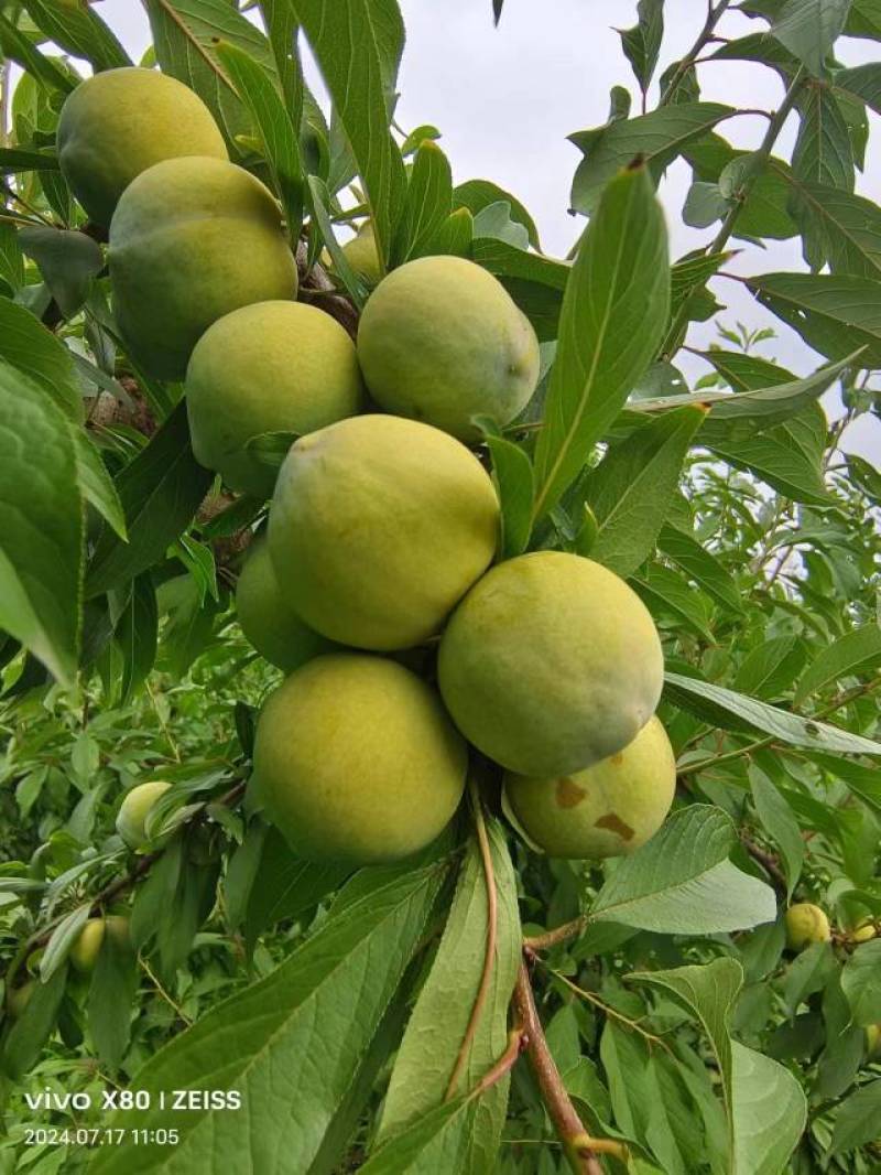 青脆李