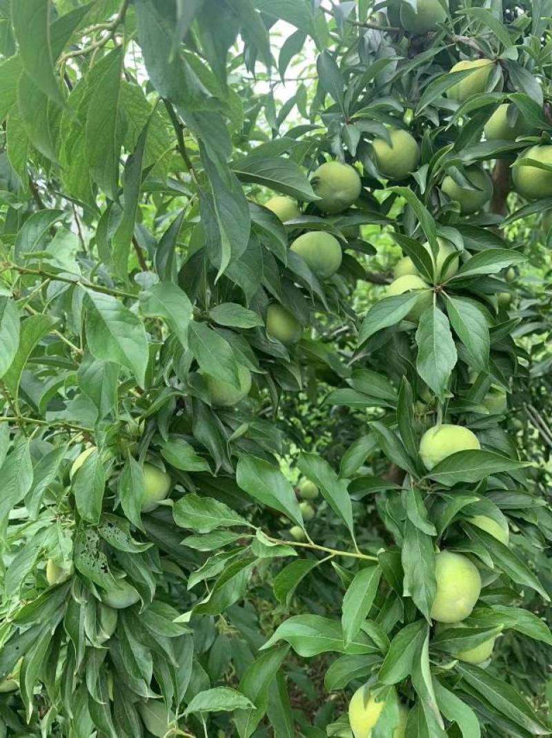 青脆李