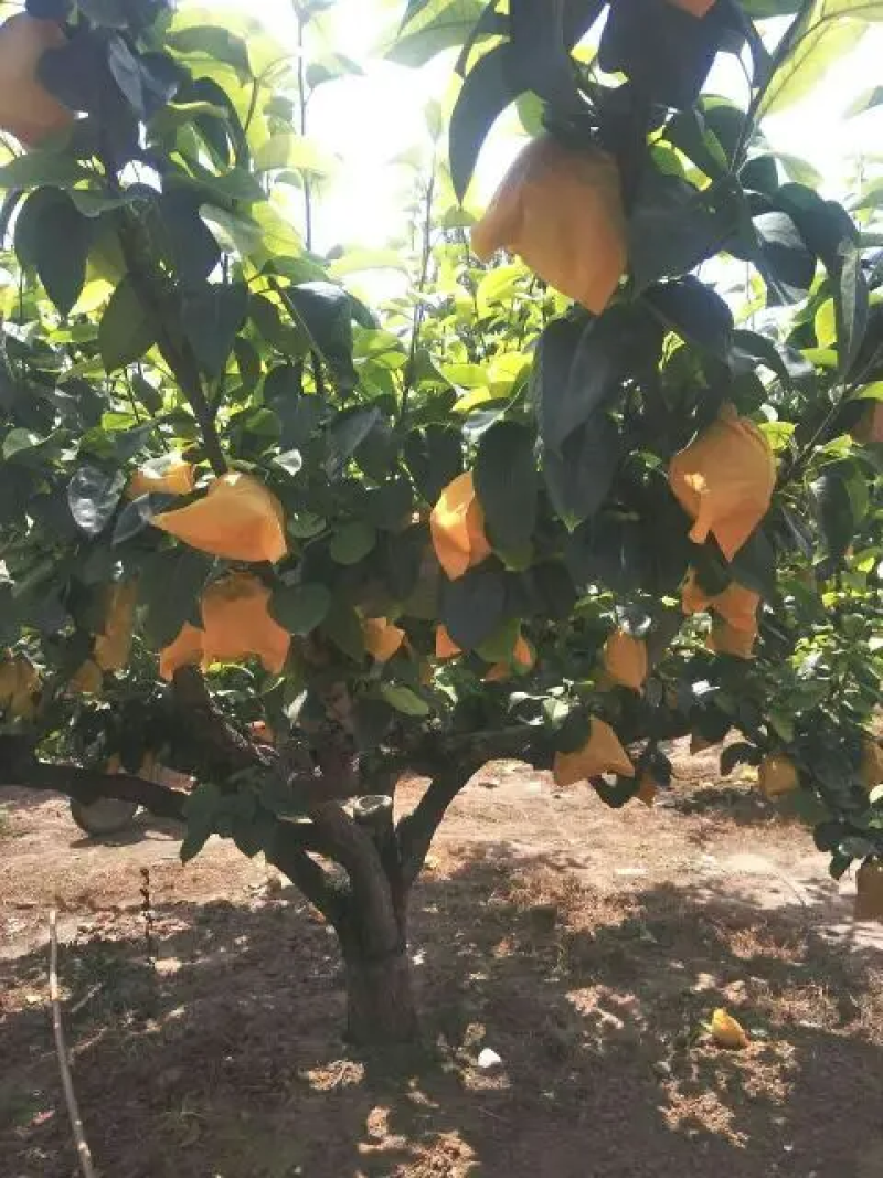翠玉梨大量供应中产地直发口感脆甜对接商超市场社区团购
