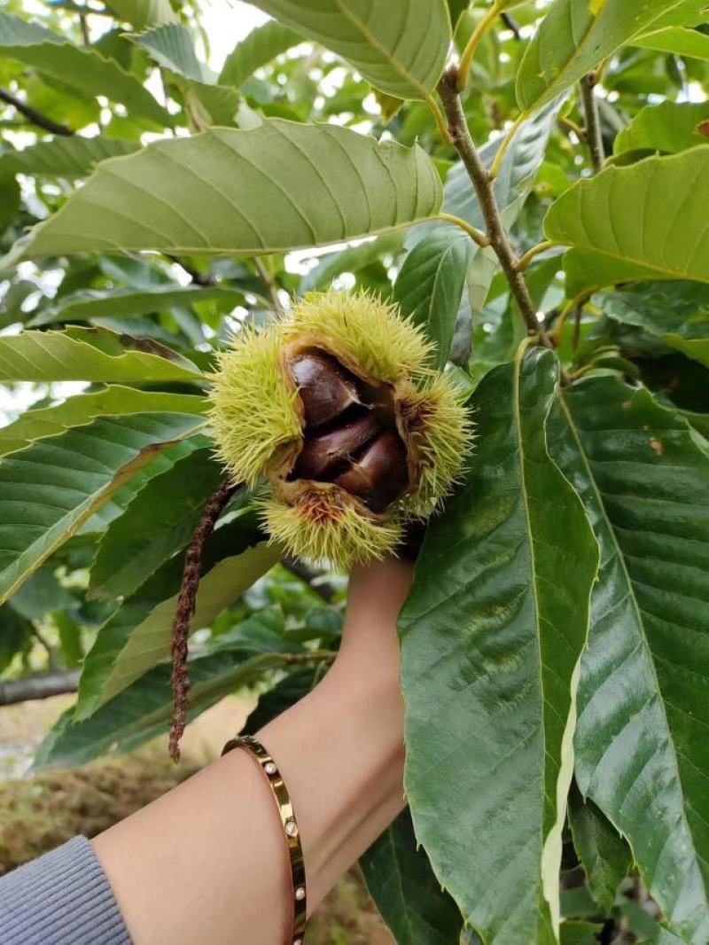 正中河北板栗预售，每天有4-5万斤下树，现在接受预定