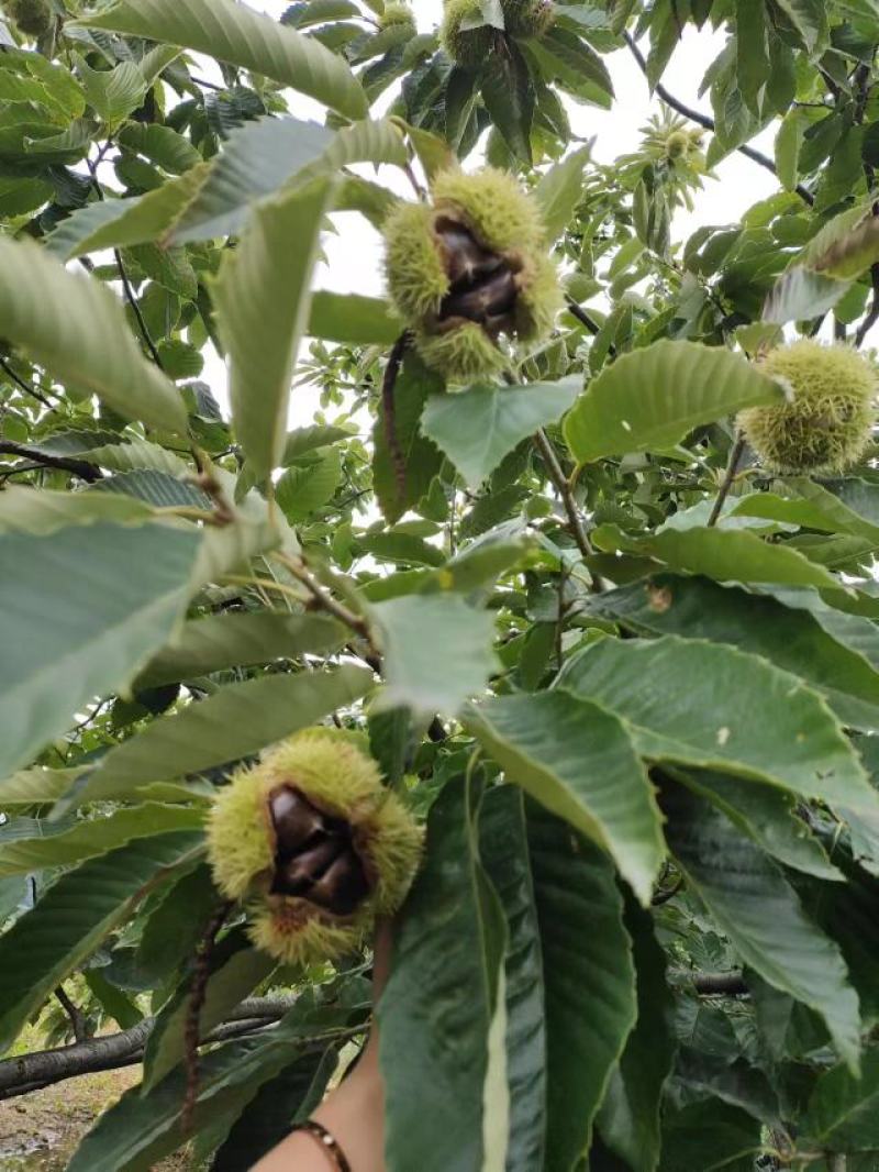 正中河北板栗预售，每天有4-5万斤下树，现在接受预定