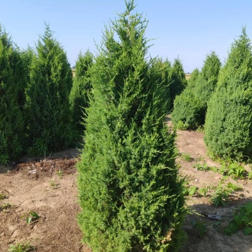 望都塔柏（成活率高）基地直供，售后保障，可视频看货