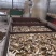野生牛肝菌烤片