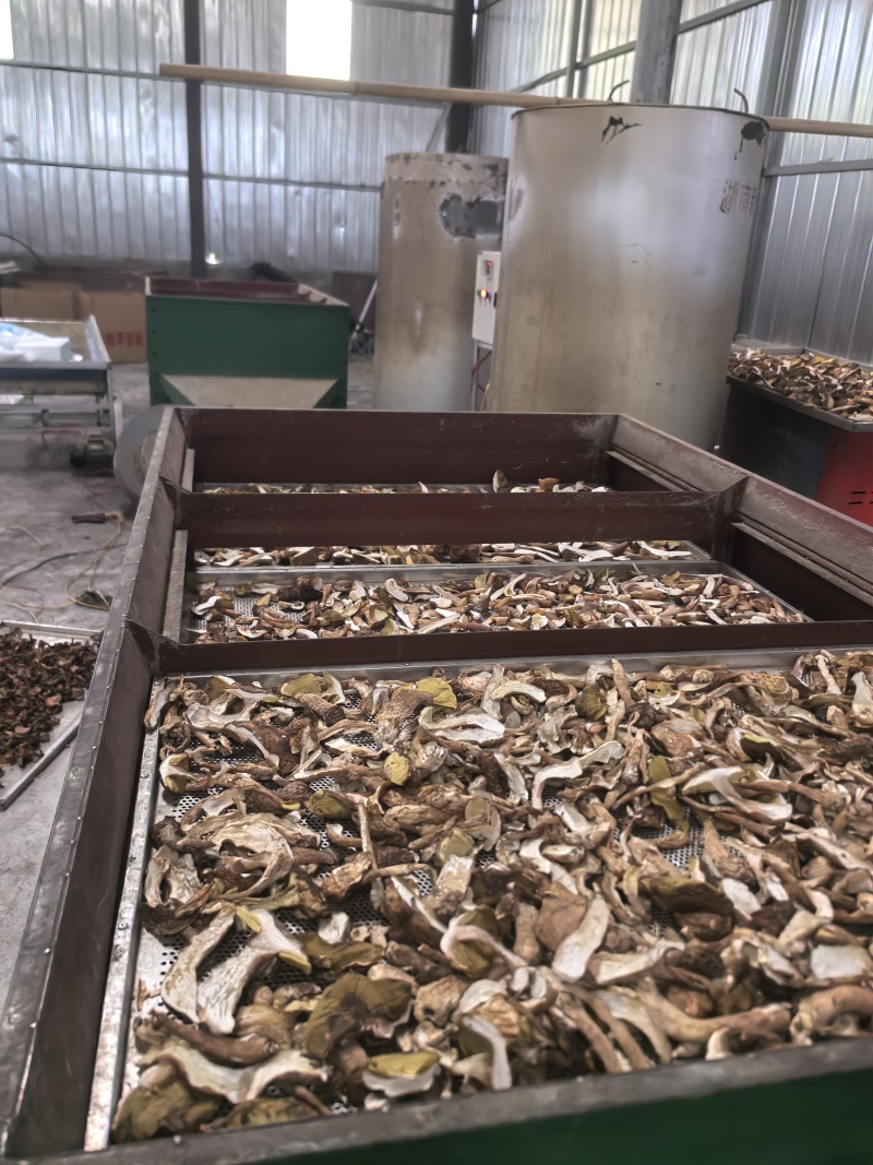 野生牛肝菌烤片