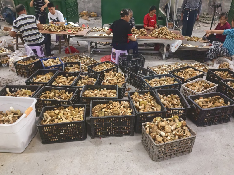 野生牛肝菌烤片