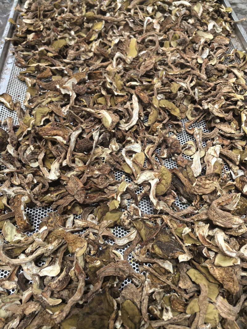 野生牛肝菌烤片