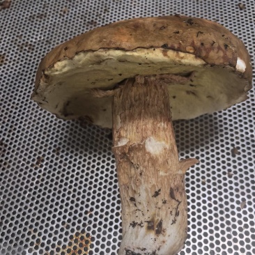 野生牛肝菌烤片