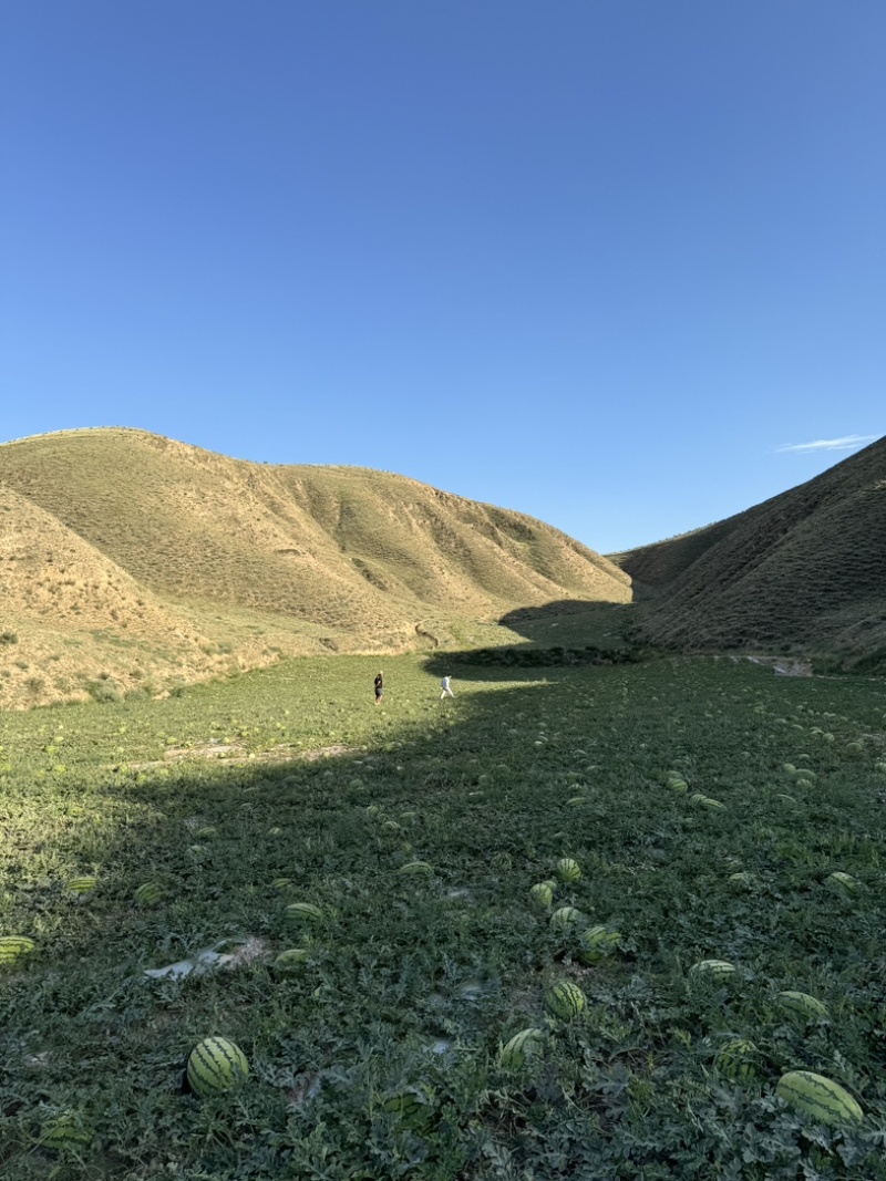 宁夏石头瓜香山硒砂瓜产地直发质量三包