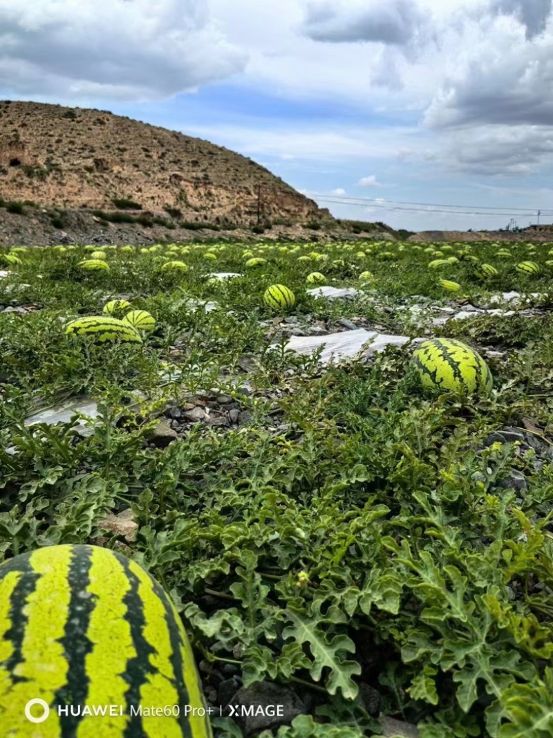 宁夏石头瓜香山硒砂瓜产地直发质量三包