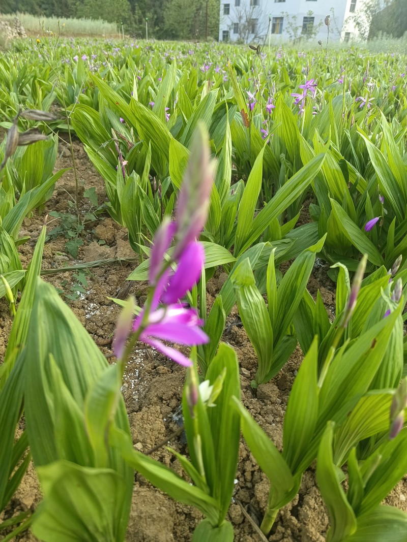 精选三叉大白芨驯化种苗可视频看货全国发货