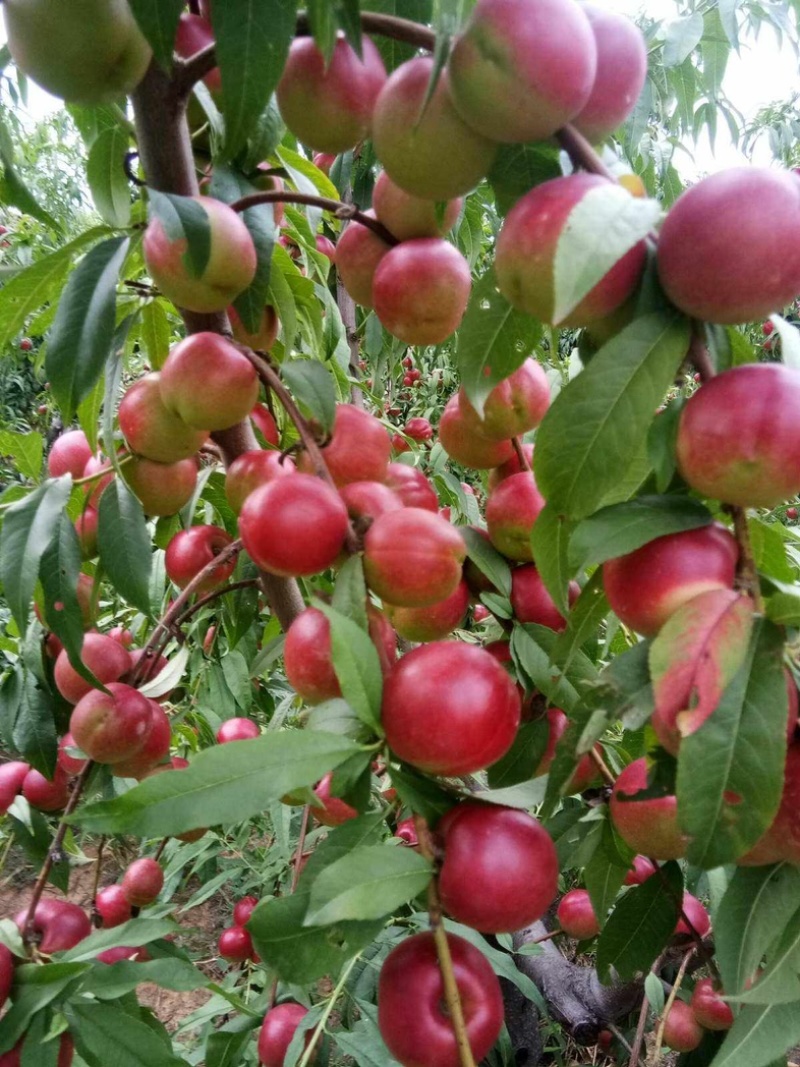 《珍珠枣油桃》现已大量上市：现摘现发.品质保证