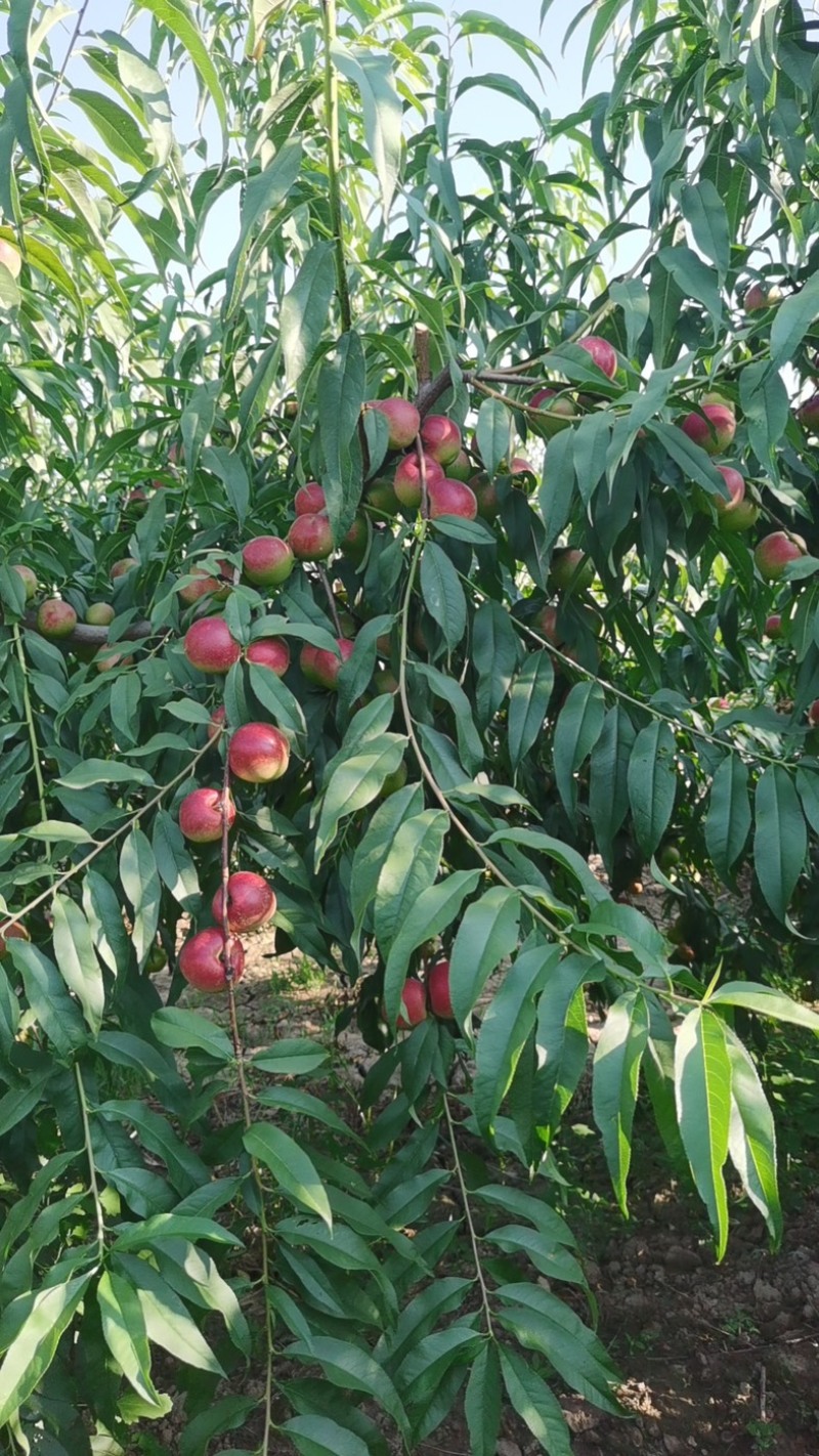 《珍珠枣油桃》现已大量上市：现摘现发.品质保证