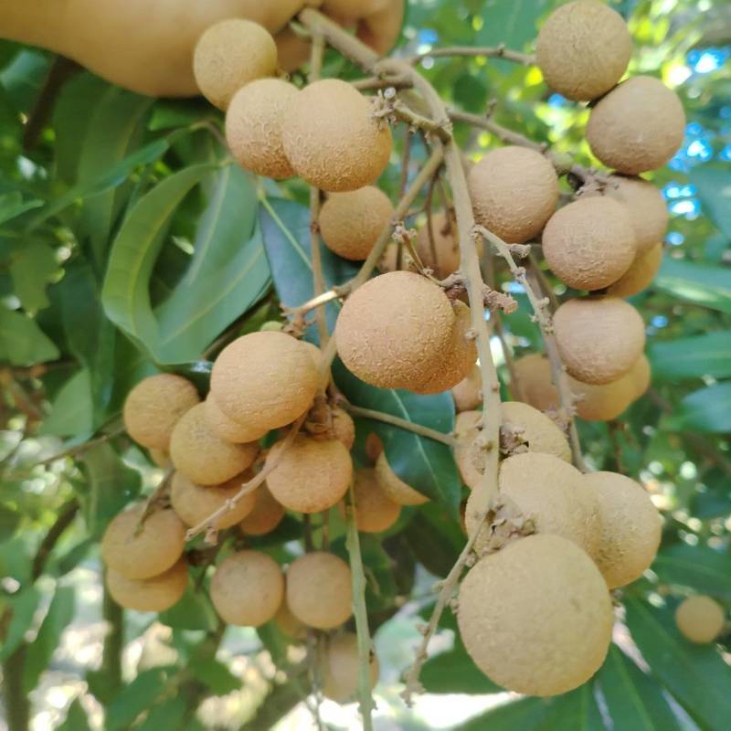 石峡储良草埔龙眼