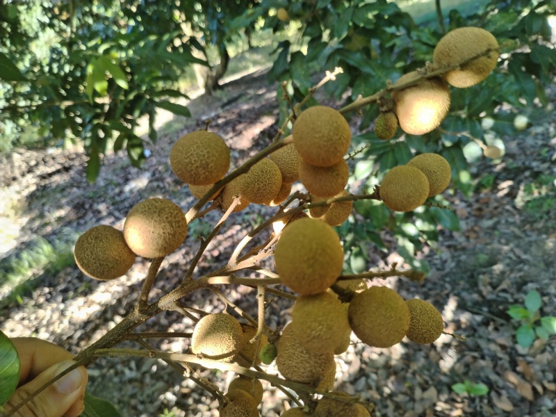 石峡储良草埔龙眼