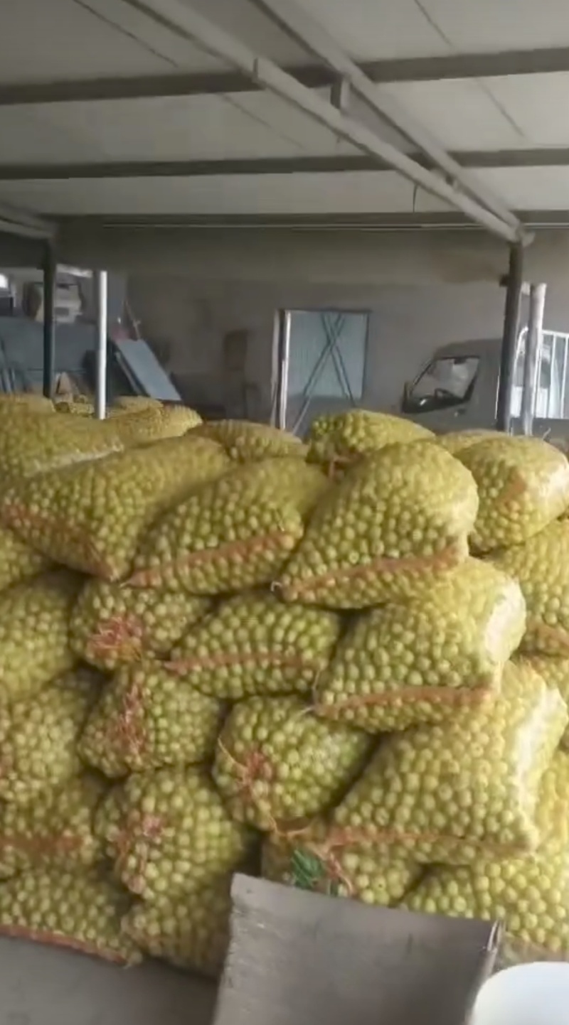 出售赤峰青沙果