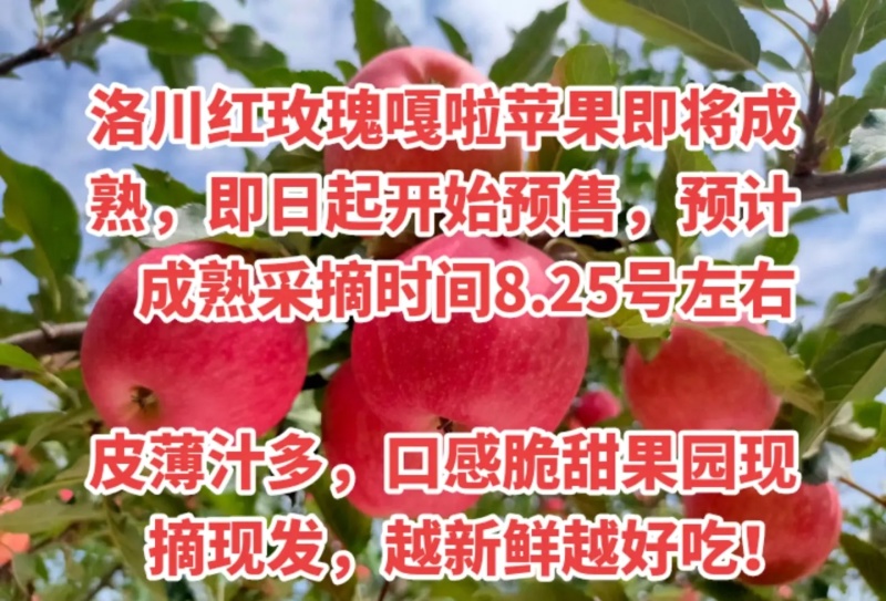 陕西洛川苹果优质产业园区常年供应早熟红黄嘎啦冰糖心红富士