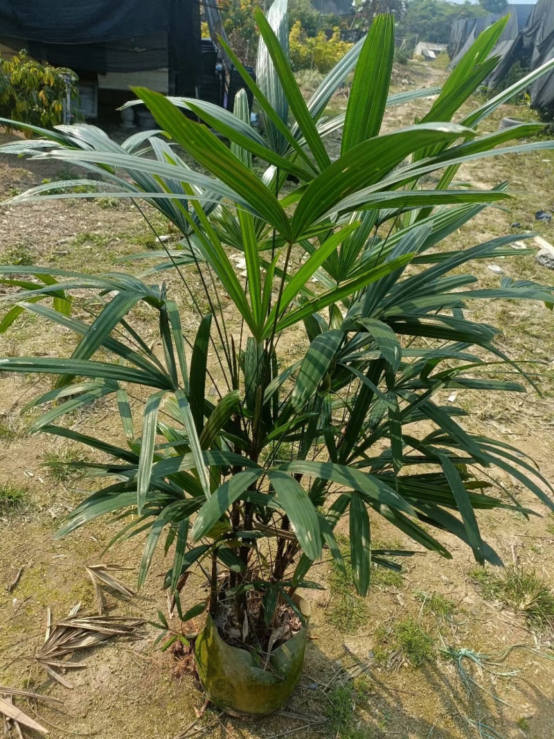 棕竹