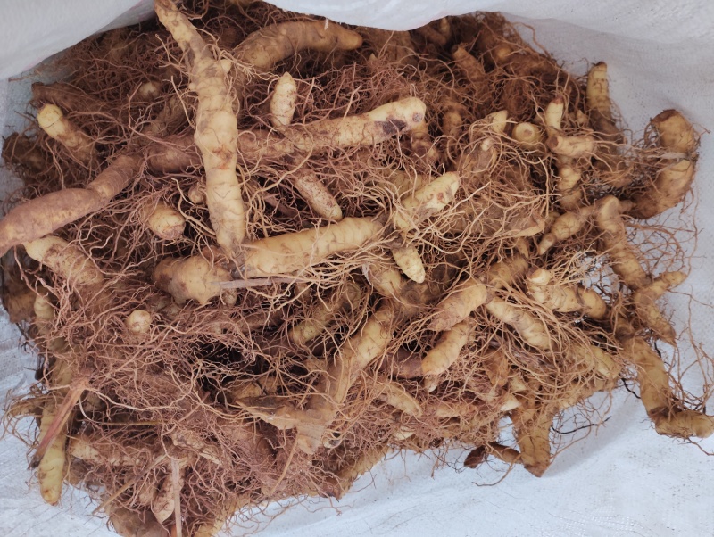 湖南精品玉竹产地直发货品优选欢迎进店咨询