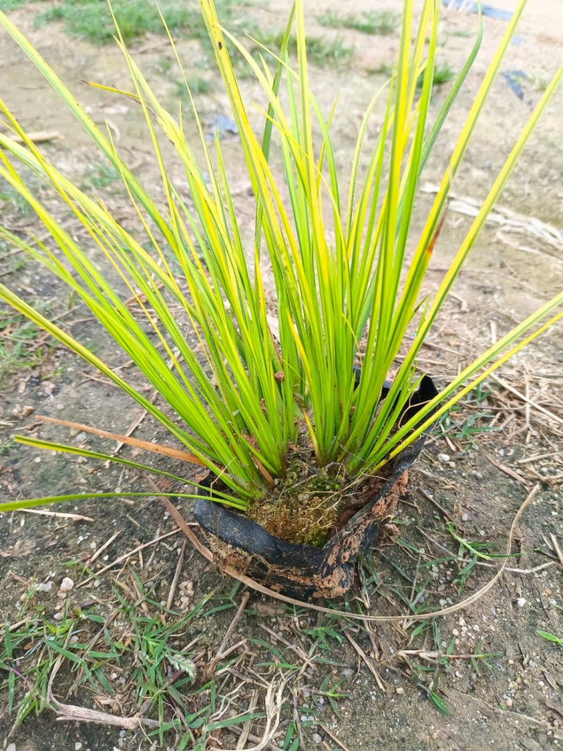金叶石菖蒲
