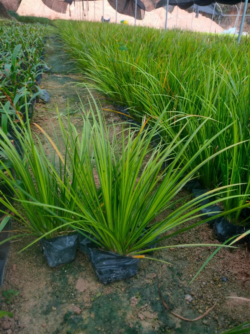 金叶石菖蒲