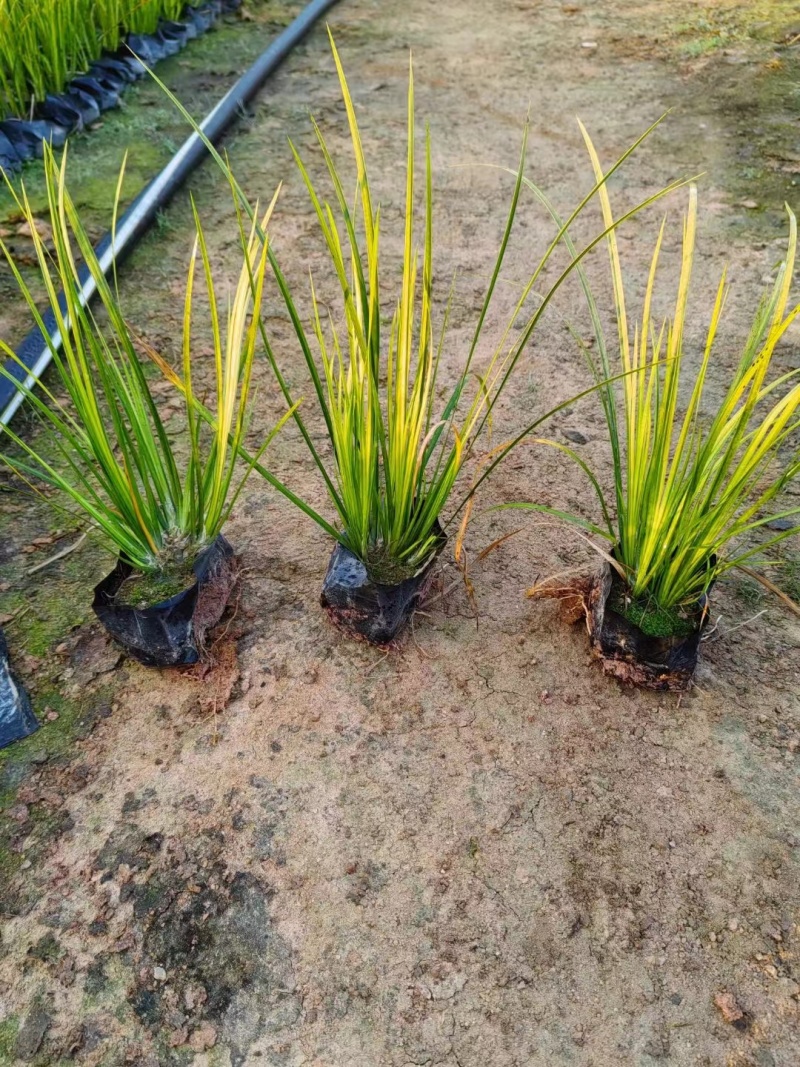 金叶石菖蒲