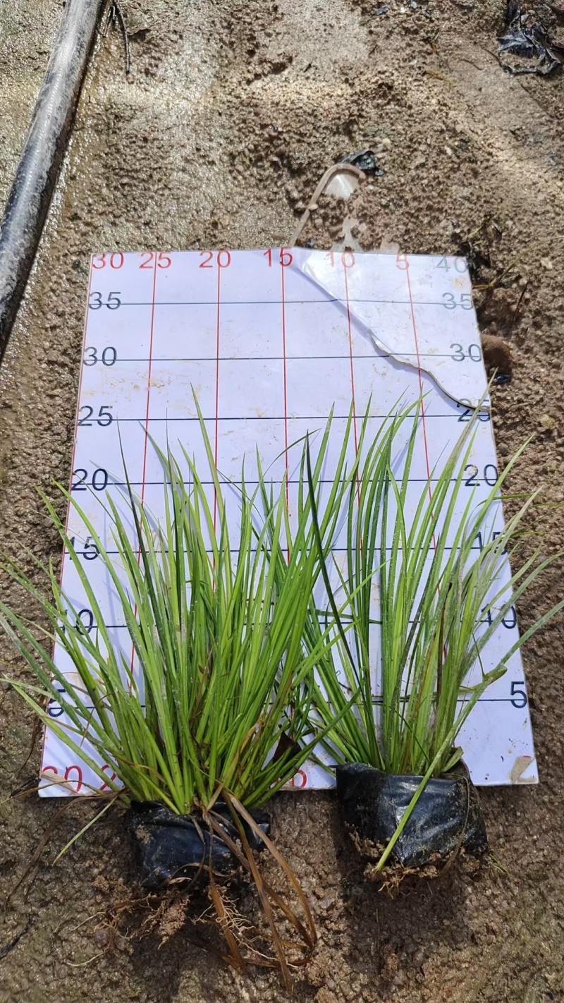 金叶石菖蒲