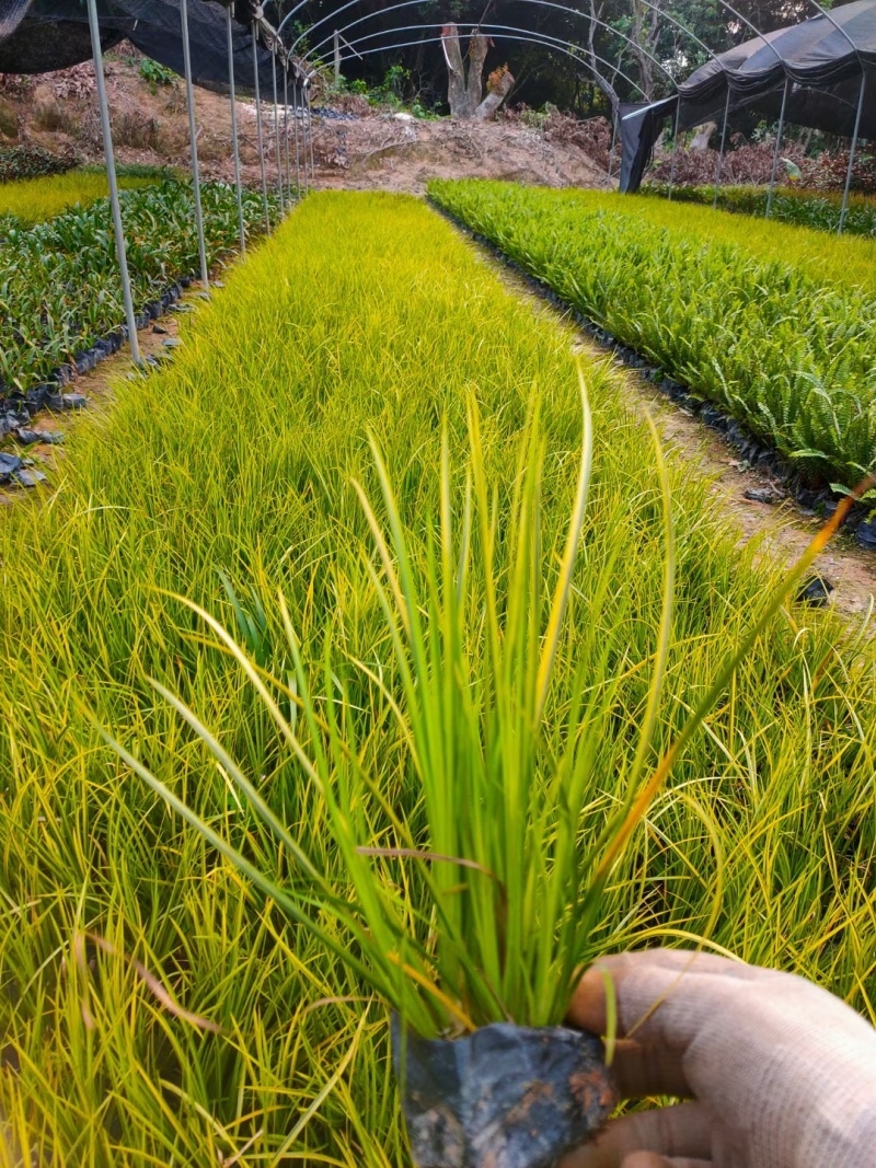 金叶石菖蒲