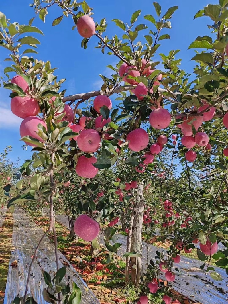 陕西洛川苹果优质产业园区常年供应早熟红黄嘎啦冰糖心红富士