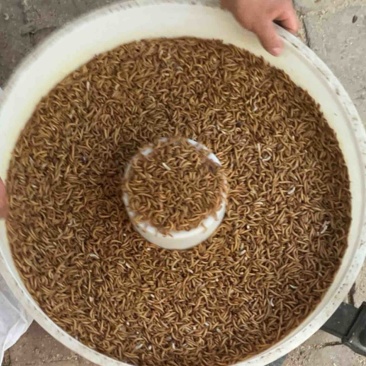 黄粉虫
