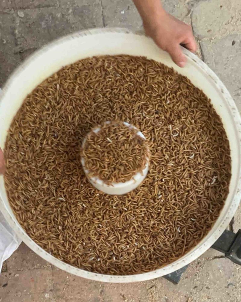 黄粉虫