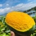 【一件代发】芒果优质凯特芒果现摘现发提供售后