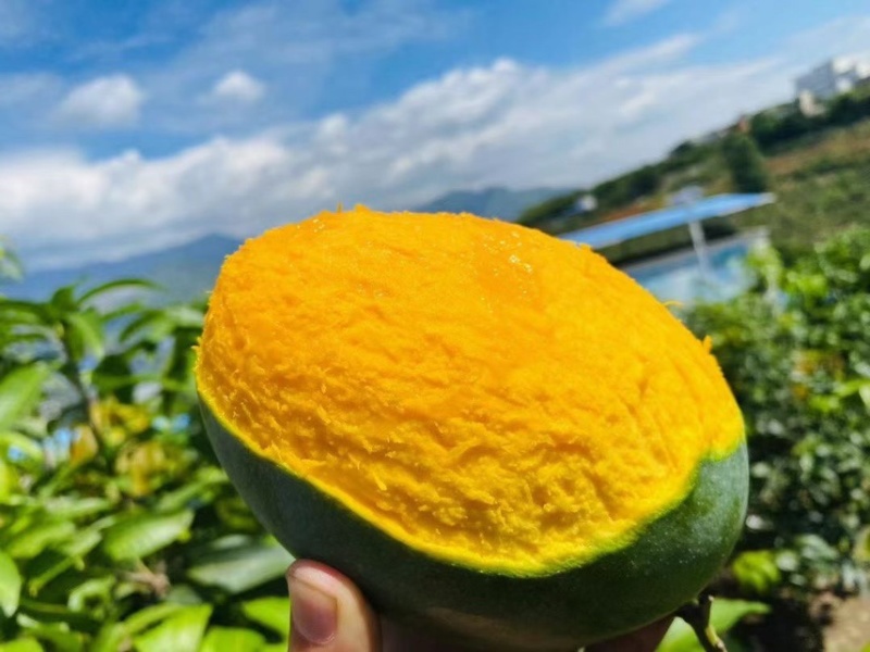 【一件代发】芒果优质凯特芒果现摘现发提供售后