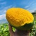 【一件代发】芒果优质凯特芒果现摘现发提供售后