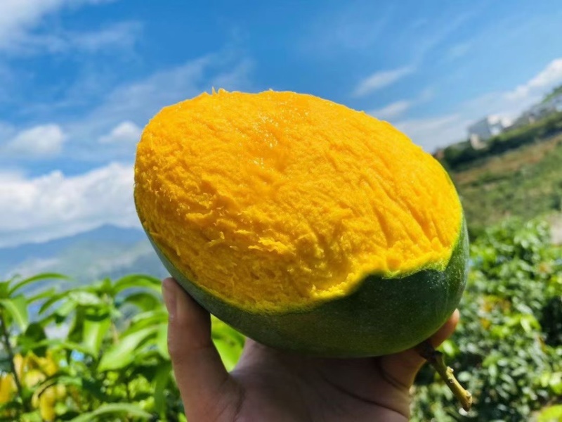 【一件代发】芒果优质凯特芒果现摘现发提供售后