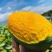 【一件代发】芒果优质凯特芒果现摘现发提供售后
