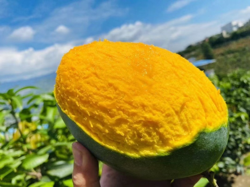 【一件代发】芒果优质凯特芒果现摘现发提供售后