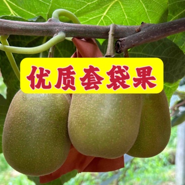 四川红心猕猴桃：精品阳光果！精品套袋果！支持视频看货！