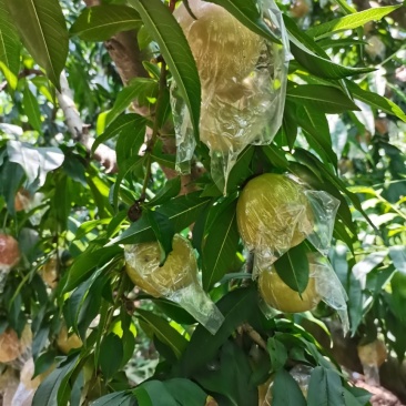 阿姆白桃子青红不限，价格合适，量大