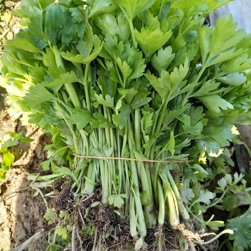 芹菜苗，法国皇后芹菜苗，基地发货，现挖现发量大从优