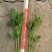 芹菜苗，法国皇后芹菜苗，基地发货，现挖现发量大从优