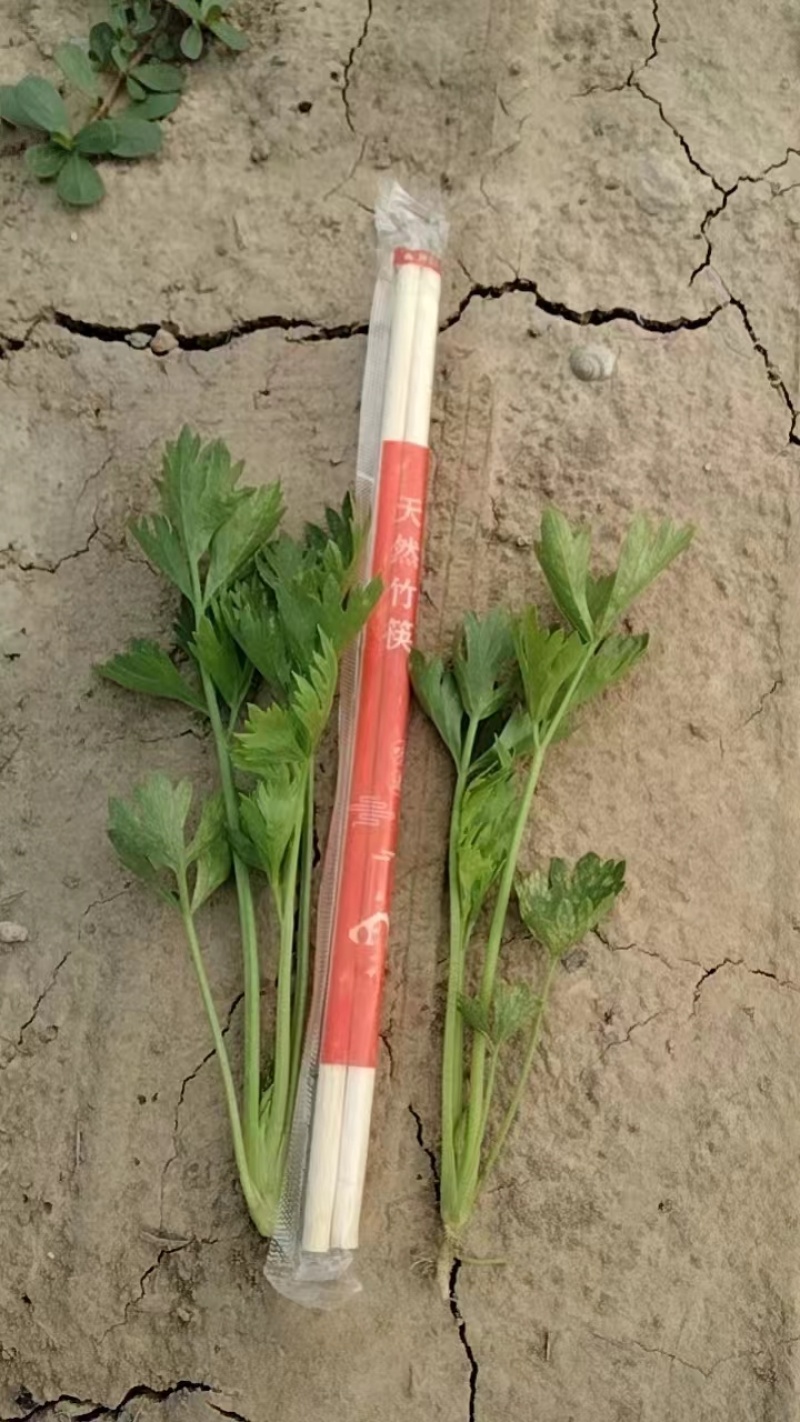 芹菜苗，法国皇后芹菜苗，基地发货，现挖现发量大从优