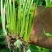 芹菜苗，法国皇后芹菜苗，基地发货，现挖现发量大从优