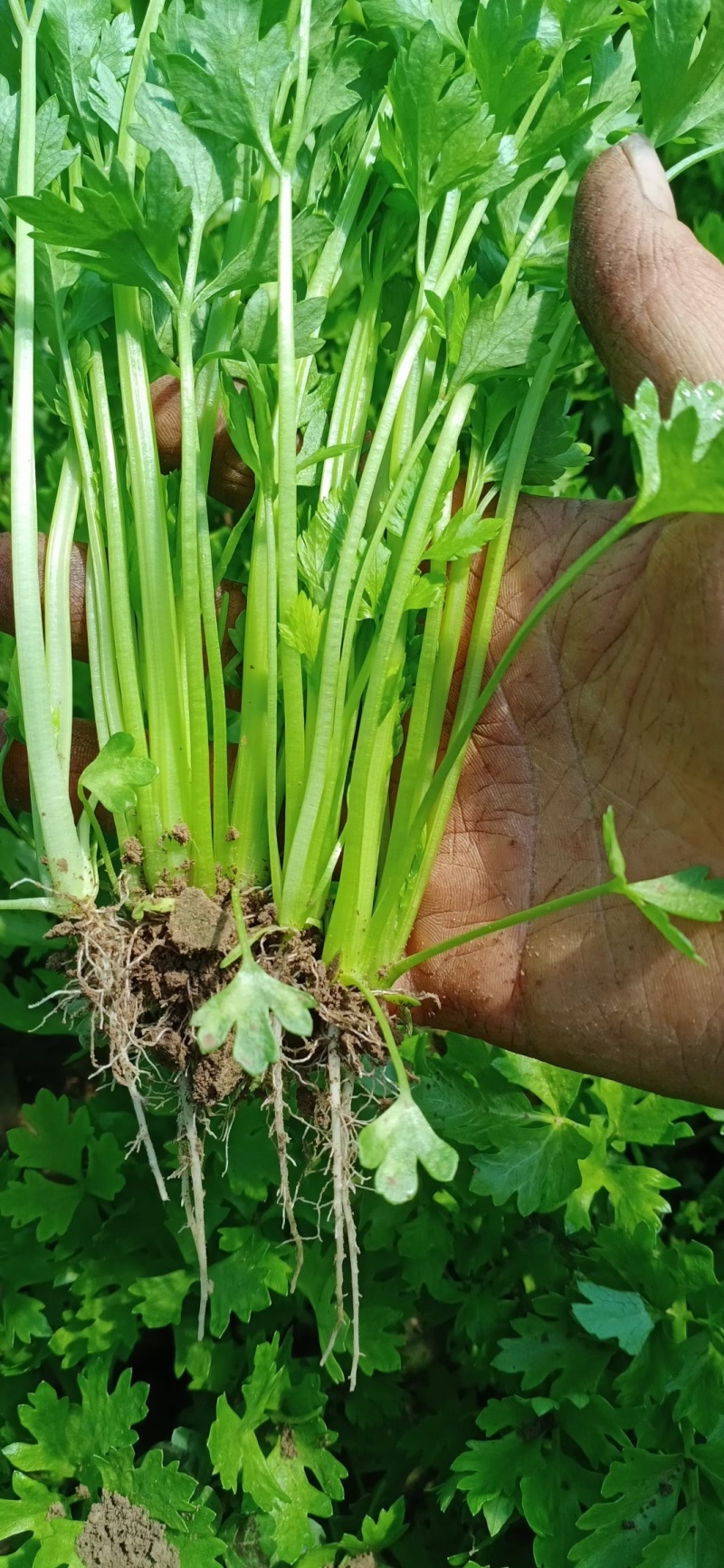 芹菜苗，法国皇后芹菜苗，基地发货，现挖现发量大从优