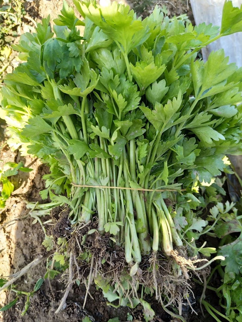 芹菜苗，法国皇后芹菜苗，基地发货，现挖现发量大从优