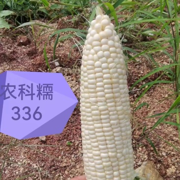 京科糯玉米1元一斤。